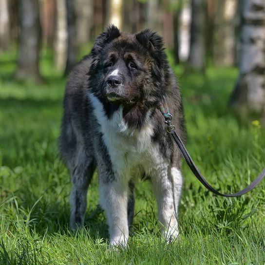 gran perro blanco marrón con orejas puntiagudas colgando con una correa en un árbol en el bosque, perro grande con correa, raza de perro blanco marrón de Rusia, Owtscharka, raza de perro siberiano