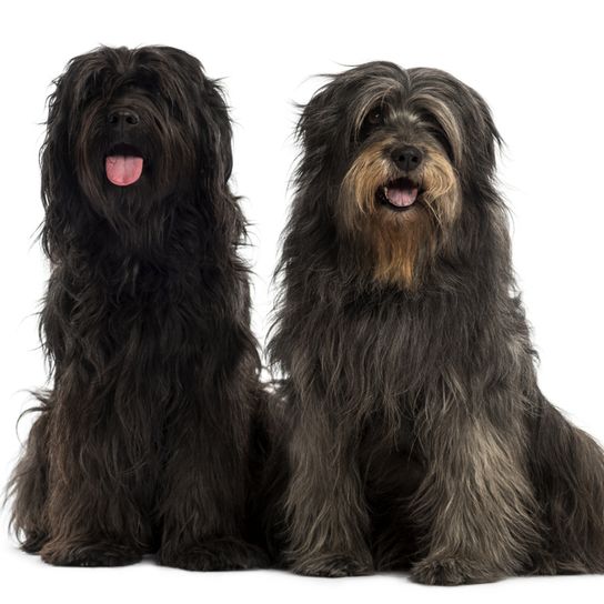 perro pastor catalán negro, perro grande con pelaje largo, pelaje oscuro, pelaje largo en perro, perro pastoreando ovejas