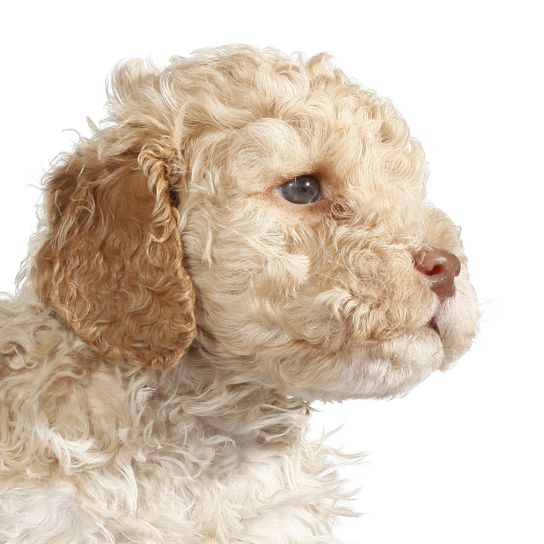 Perro, mamífero, vertebrado, Canidae, raza de perro, cachorro de Lagotto romagnolo blanco, perro similar al perro de aguas español, cachorro, carnívoro, raza similar al Maltepoo,