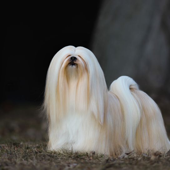 vertebrado, perro, mamífero, cánido, raza de perro, carnívoro, lhasa apso, grupo no deportivo, lhasa apso blanco en el bosque