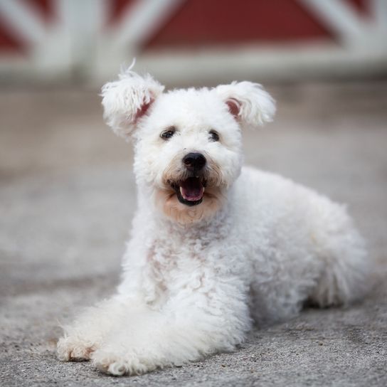 Pumi blanco, perro con rizos de Hungría