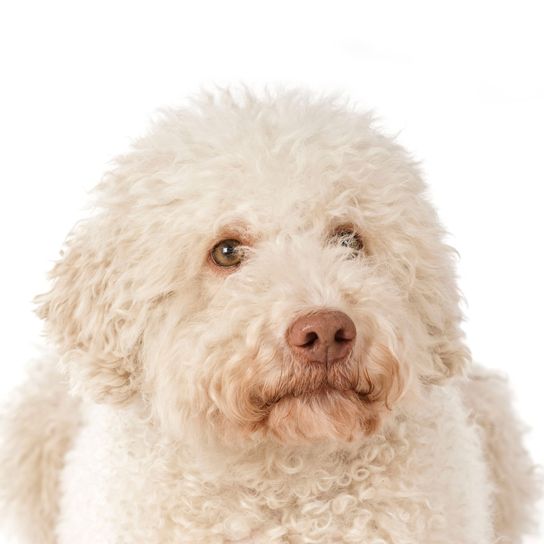 Perro, mamífero, vertebrado, Canidae, raza de perro, carnívoro, lagotto romagnolo blanco, Grupo deportivo, raza similar al labradoodle, barbet, perro de caza de trufas