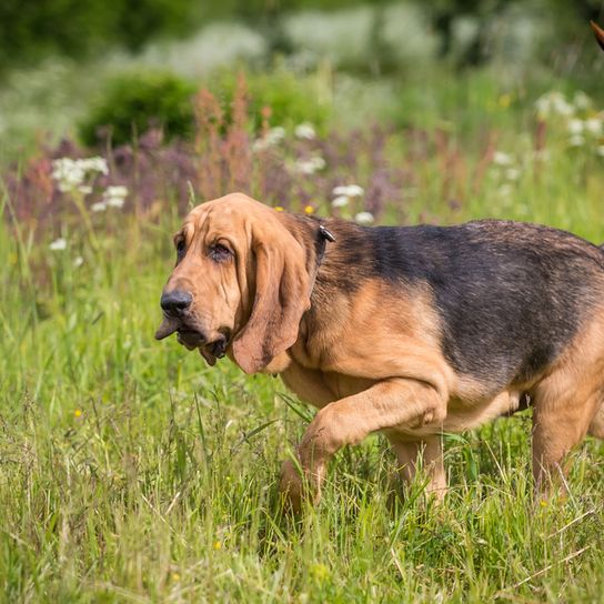 Perro marrón negro buscando una presa, raza de perro de caza, sabueso, perro de caza con orejas largas y negras, perro hubertus