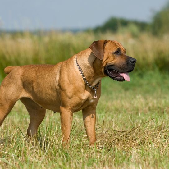El Boerboel se encuentra en el campo Perro, mamífero, vertebrado, raza de perro, Canidae, carnívoro, boerboel, boerboel con collar de perro de pie en el campo