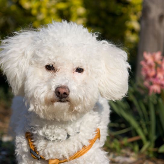 Perro, mamífero, vertebrado, Canidae, raza de perro, boloñés, boloñés blanco con collar naranja en el jardín