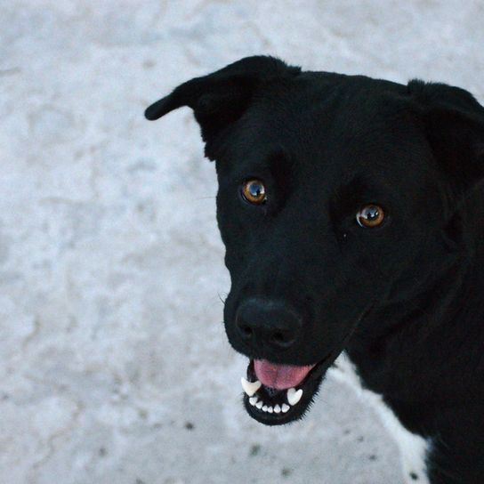 Border Collie Labrador Retriever mixto, raza mixta, perro mixto, mezcla híbrida, mezcla de border collie, mezcla de labrador, perro mixto negro
