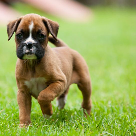 Perro, mamífero, vertebrado, raza de perro, Canidae, carnívoro, Boxer, raza similar al Boerboel, hierba, Tosa, cachorro de perro Boxer marrón blanco