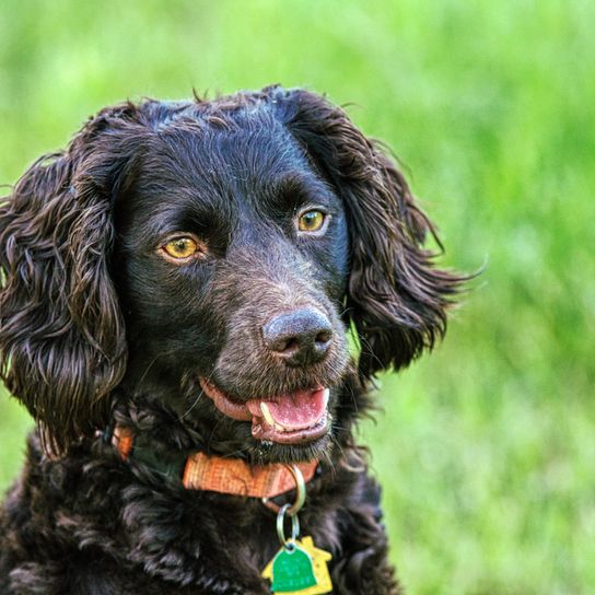 boykin spaniel marrón con orejas onduladas, perro con pelo ondulado
