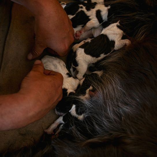 Boykin spaniel da a luz a unos cachorros blancos y negros, perro dando a luz, cachorros boykin