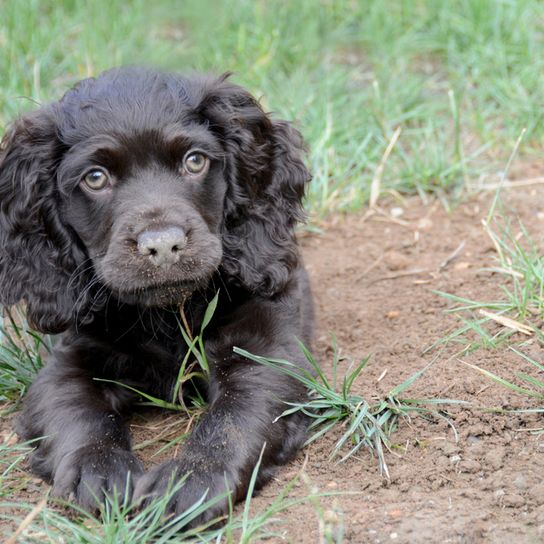 cachorro de boykin spaniel negro sobre la hierba