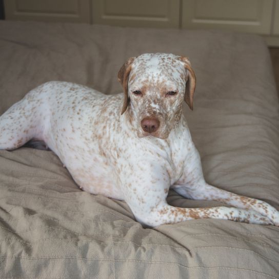 Braque Du Bourbonnais tumbado en la cama, gran perro blanco con manchas marrones, raza de perro francés, perro con orejas caídas, pointer francés, perro en la cama