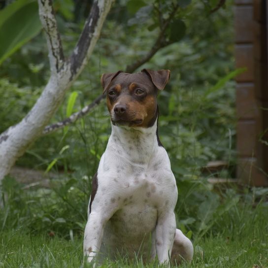 Terrier Brasileño, Terrier Brasileiro, perro pequeño con cuerpo blanco y cabeza oscura, raza de perro tricolor, perro activo de tamaño medio