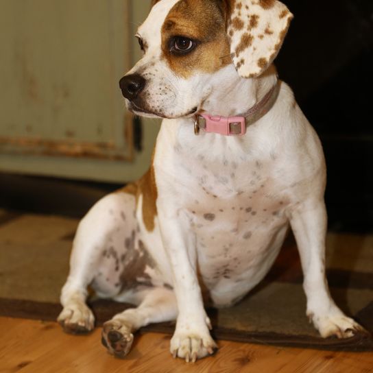 Buggle es un perro de mezcla híbrida que también se llama Beabull y consiste en Beagle y Bulldog, mezcla de Bulldog inglés, Beaglemischling, Mischling, Designerdog.