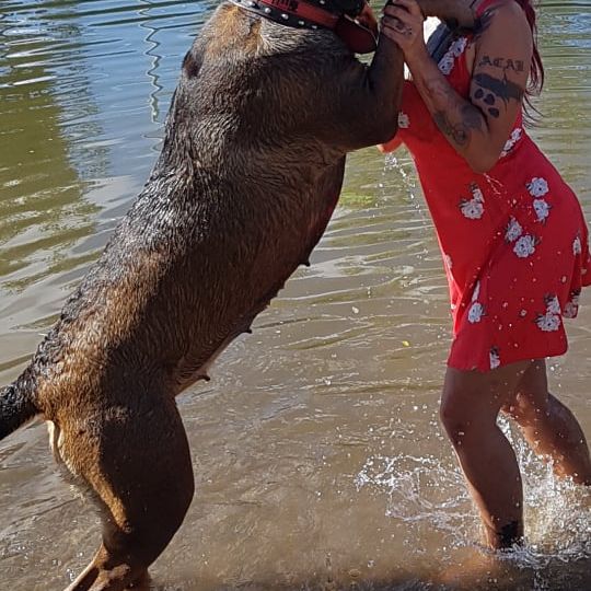 Wasser, Hund, Menschen am Strand, Fleischfresser, glücklich, Brille, Arbeitstier, Freizeit, Spaß, Hunderasse,