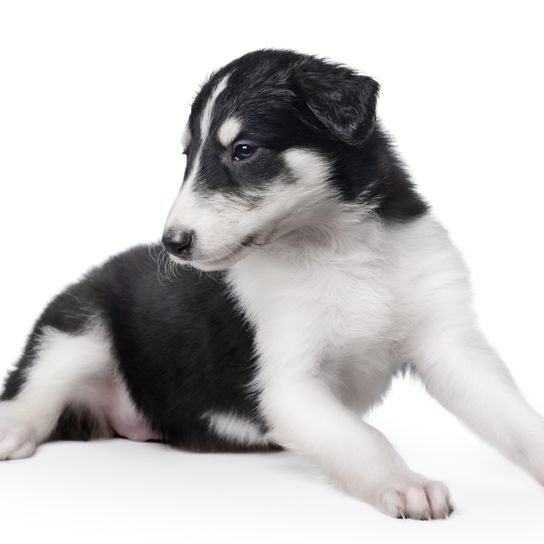 perro, mamífero, vertebrado, cánido, raza de perro, carnívoro, cachorro, perro de compañía, cachorro borzoi blanco y negro tumbado sobre fondo blanco