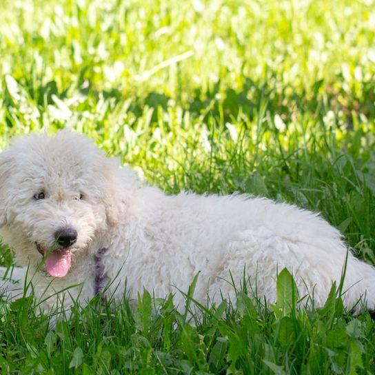 Komondor cachorro, perro húngaro pequeño, perro de Hungría, perro pastor húngaro, perro pastor, raza de perro blanco que crece mucho, raza de perro gigante