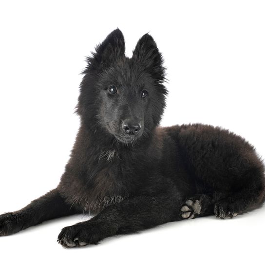 Cachorro Groenendael, cachorro de pastor belga negro