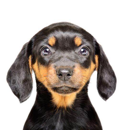 Perro, mamífero, vertebrado, raza de perro, Canidae, cachorro, perro austriaco negro y marrón, cachorro Kopov con orejas caídas