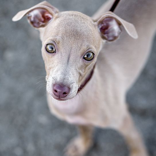 Cachorro de galgo italiano, cachorro de galgo, raza parecida al galgo, perro pequeño gris de pelo corto