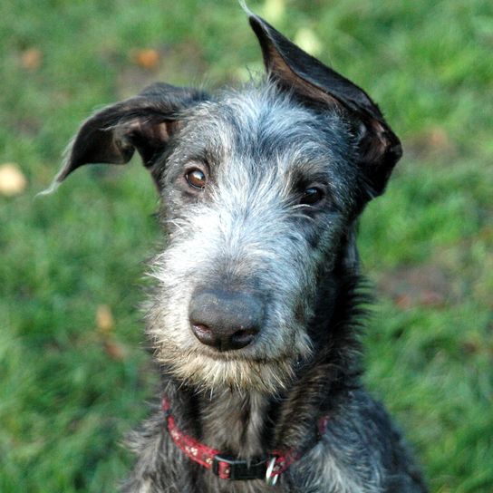 Cachorro de Deerhound escocés, cachorro gris pequeño, perro de pelo duro, raza de perro gigante