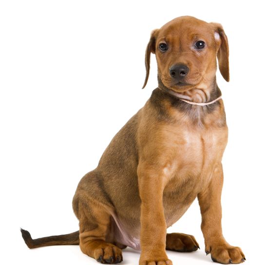 pequeño perro marrón que es pinscher alemán y no tiene todavía las orejas pinchadas, cachorro de pinscher