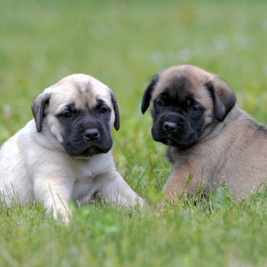 dos pequeños cachorros de Mastín en el prado, un cachorro de Mastín marrón claro y un cachorro de Mastín marrón oscuro, cachorro de Molosser
