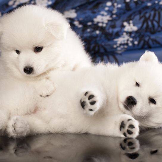 dos jóvenes cachorros de Spitz de Japón tumbados y abrazados, perros que parecen osos, perro que parece un oso, cachorros blancos de pelo largo de Japón