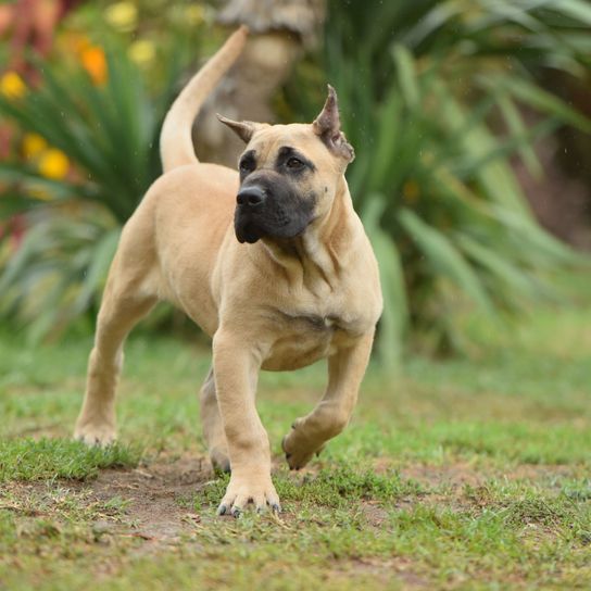 Perro, mamífero, vertebrado, raza de perro, Canidae, carnívoro, raza similar al Boerboel, hocico, leonado, perro similar al Mastín Inglés, Dogo Canario de color marrón con hocico oscuro