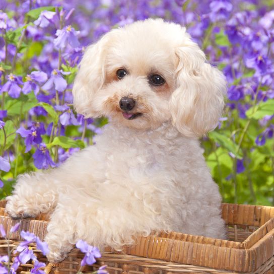 Perro, mamífero, vertebrado, Canidae, perro parecido al Maltepoo, raza de perro, Cavachon, cachorro, carnívoro, raza parecida al Cavapoo, caniche miniatura blanco de pura raza, perro pequeño de pelo rizado