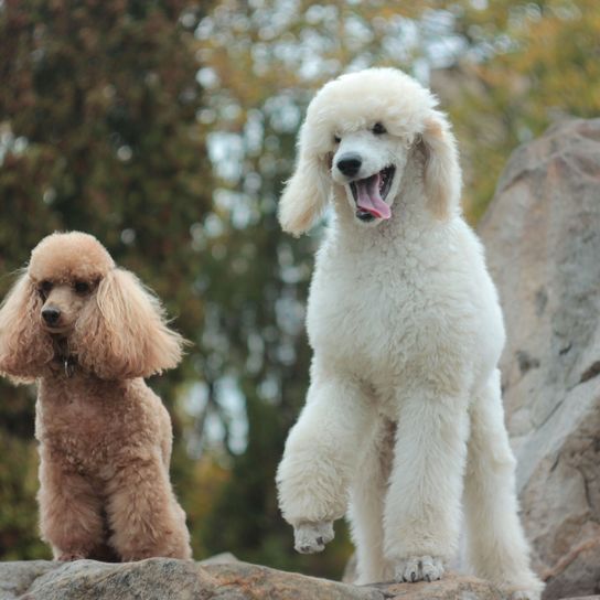 Perro, mamífero, vertebrado, Canidae, caniche estándar, raza de perro, caniche, carnívoro, caniche enano marrón, caniche gigante blanco grande