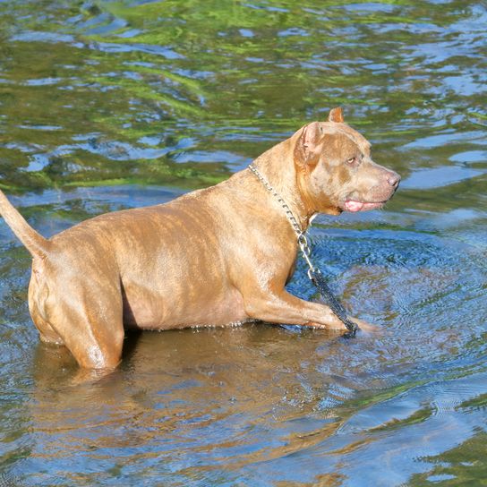Catahoula Bulldog en el agua Catahoula Bulldog en el agua