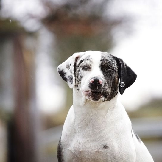 Perro, Mamífero, Vertebrado, Raza de perro, Canidae, Blanco, Carnívoro, Raza parecida al Gran Danés, Hocico, Perro parecido al Dálmata, Perro blanco y negro con orejas caídas, Perro atigrado blanco y negro Catahoula Lousiana