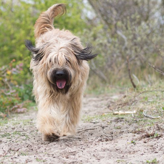 Perro pastor catalán corriendo en el bosque, perro grande con pelaje marrón, pelaje largo