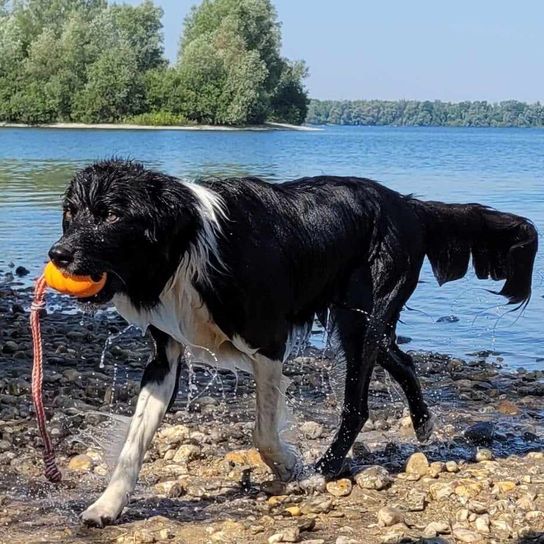 Agua, perro, cielo, carnívoro, masa de agua, lago, árbol, raza de perro, planta, animal de trabajo,