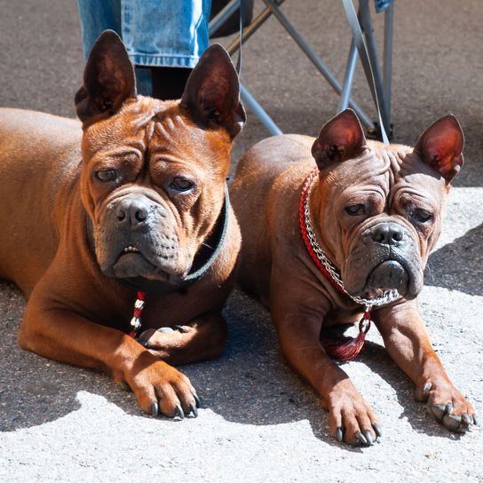 china-congqing al sol Perro, mamífero, vertebrado, Canidae, raza de perro, hocico, carnívoro, raza parecida al antiguo bulldog inglés, perro parecido al antiguo bulldog inglés, perro de compañía, chino-congqués marrón oscuro con orejas puntiagudas y pelaje marrón muy corto