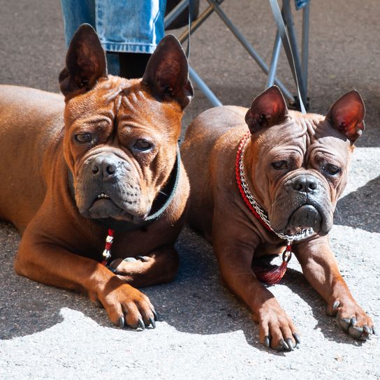 Perro, mamífero, vertebrado, Canidae, raza de perro, hocico, carnívoro, raza parecida al antiguo bulldog inglés, perro parecido al antiguo bulldog inglés, perro de compañía, chino-congqués marrón oscuro con orejas puntiagudas y pelaje marrón muy corto