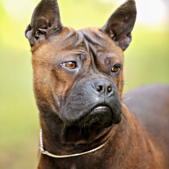 chinese-congqing dark brown tabby mamífero, perro, vertebrado, Canidae, raza de perro, hocico, carnívoro, alaunt, raza similar al American pit bull terrier, bigotes, chinese-congqing con orejas de punta atigradas