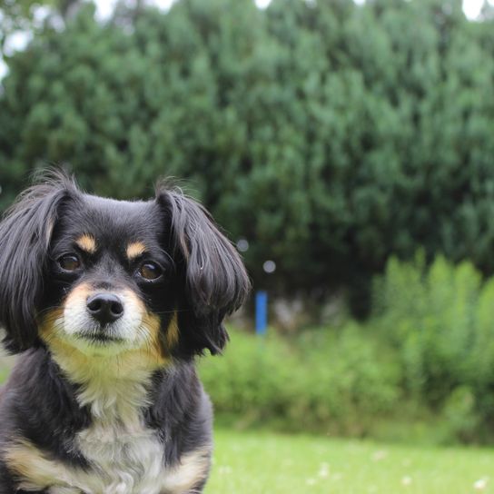 Perro, planta, carnívoro, árbol, raza de perro, perro de compañía, spaniel, animal de trabajo, hierba, bozal,