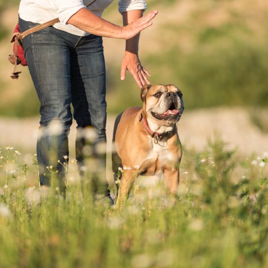 El perro aprende la orden "Quieto", Bulldog Continental de pie en un prado con su dueño, raza de perro mediana con pelaje corto, perro principiante, perro similar al Bulldog