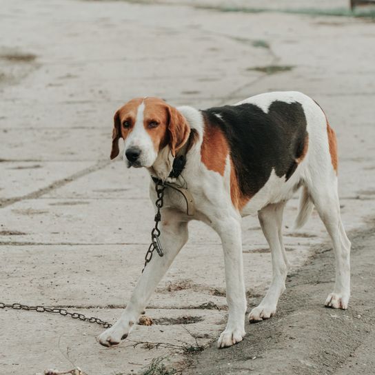 perro mediano de tres colores, perro de tres pechos, perro parecido al Beagle en grande, perro grande de Beagle parecido al Harrier, Harrier de Gran Bretaña, perro de pelo corto, perro de carreras, perro de carreras