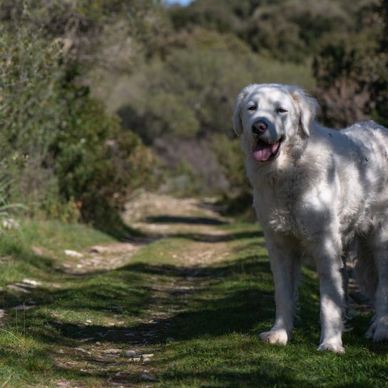 Raza de perro Kuvasz en la sombra, gran perro blanco