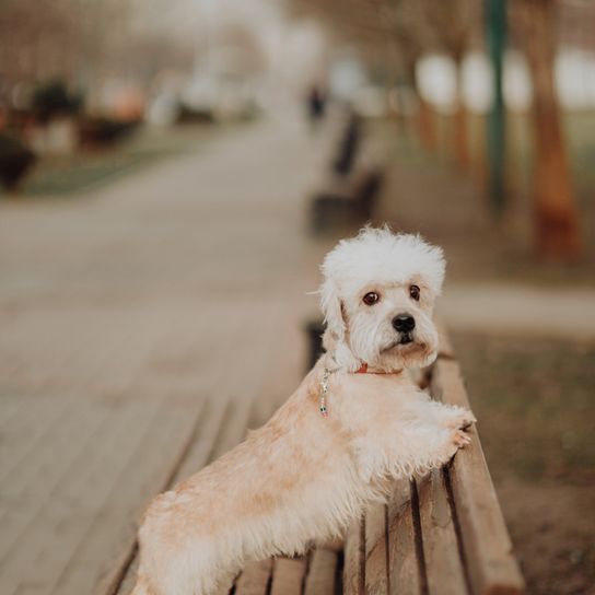 dandie dinmont terrier blanco, naranja, perro con cabeza grande, perro parecido al teckel, raza de perro pequeña, perro de la FCI, perro con pelo rizado, perro, vista lateral, perro salchicha