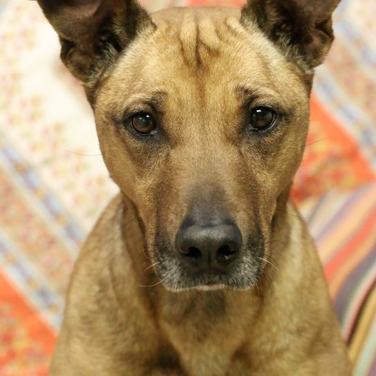 Descripción de la raza Black Mouth Cur, perro musculoso de América, perro de color marrón con el hocico negro y las orejas inclinadas y pinchadas.