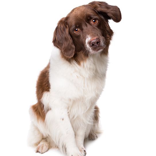 Descripción de la raza Drente Patrijhound, perro Drentse-Patrijs, perro blanco marrón con pelaje de longitud media y orejas onduladas, perro pointer.