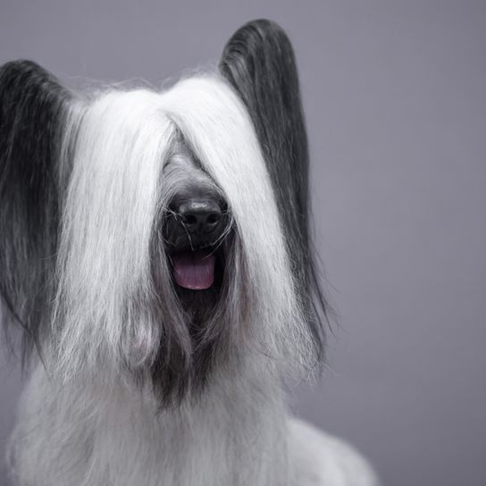 Descripción de la raza Skye Terrier, Raza de perro blanco y negro, Perro pequeño, Perro para un solo hombre, Perro para principiantes, Perro familiar, Raza de perro escocesa, Raza de Escocia con orejas divertidas, Perro con orejas de murciélago y pelo en las orejas