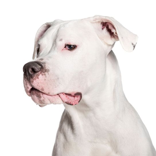 Perro, mamífero, vertebrado, raza de perro, Canidae, carnívoro, Dogo Argentino blanco con nariz negra, raza similar al perro de pelea cordobés, grupo no deportivo, parece un bulldog, perro de pelea blanco con orejas de punta