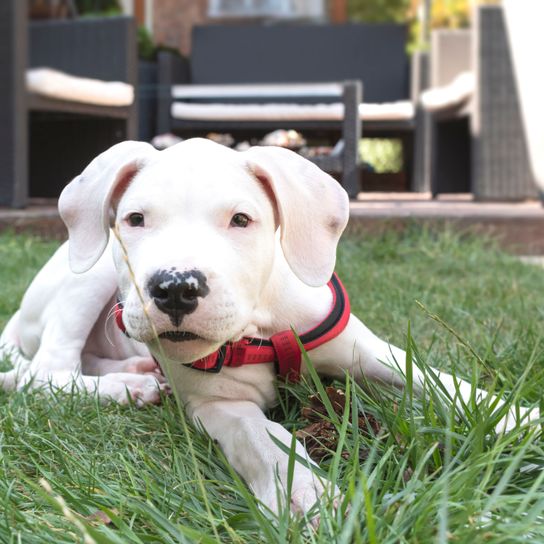 Perro, mamífero, vertebrado, raza de perro, Canidae, Dogo Argentino cachorro, carnívoro, Dogo Guatemalteco, cachorro, hierba, lindo cachorro blanco, perro de pelea, Mastín Argentino