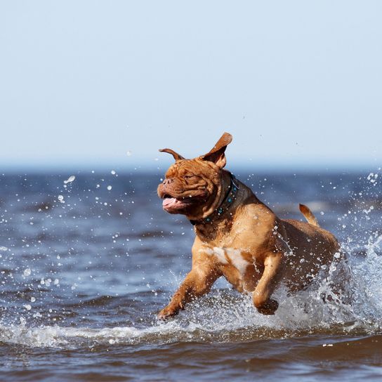 perro, canidae, raza de perro, salto, carnívoro, grupo deportivo, dogo de burdeos, mar, ola, dogo de burdeos marrón juega en el mar