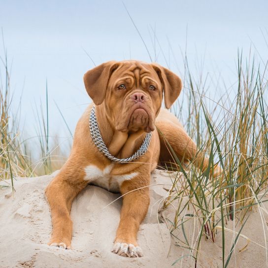 Perro, mamífero, vertebrado, Canidae, Dogo de Burdeos, raza de perro, carnívoro, perro de trabajo, perro guardián, Dogo de Burdeos en la arena entre las plantas