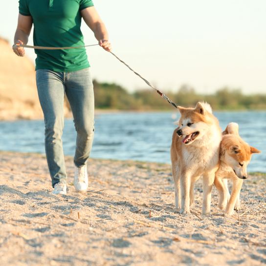 Perro, mamífero, vertebrado, Canidae, raza de perro, correa, carnívoro, paseo de perros, perro de compañía, Akita Inu paseando por la playa